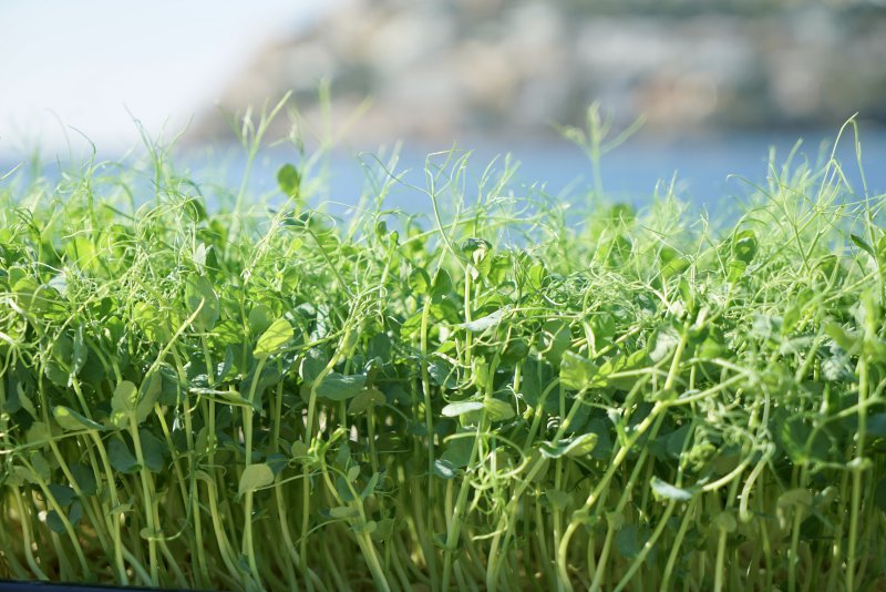 Microgreens verfügen über eine bis zu 40fach höhere Nährstoff-Dichte, als das ausgewachsene Gemüse.